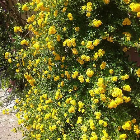 Lejlighed Elpida Trapezaki (Kefalonia)