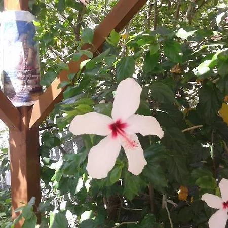 Elpida Trapezaki (Kefalonia)