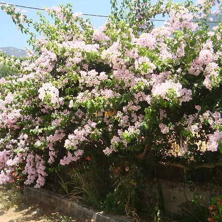 Elpida * 特拉佩扎奇