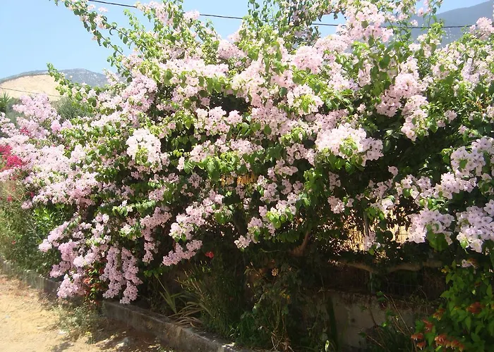Elpida * 特拉佩扎奇